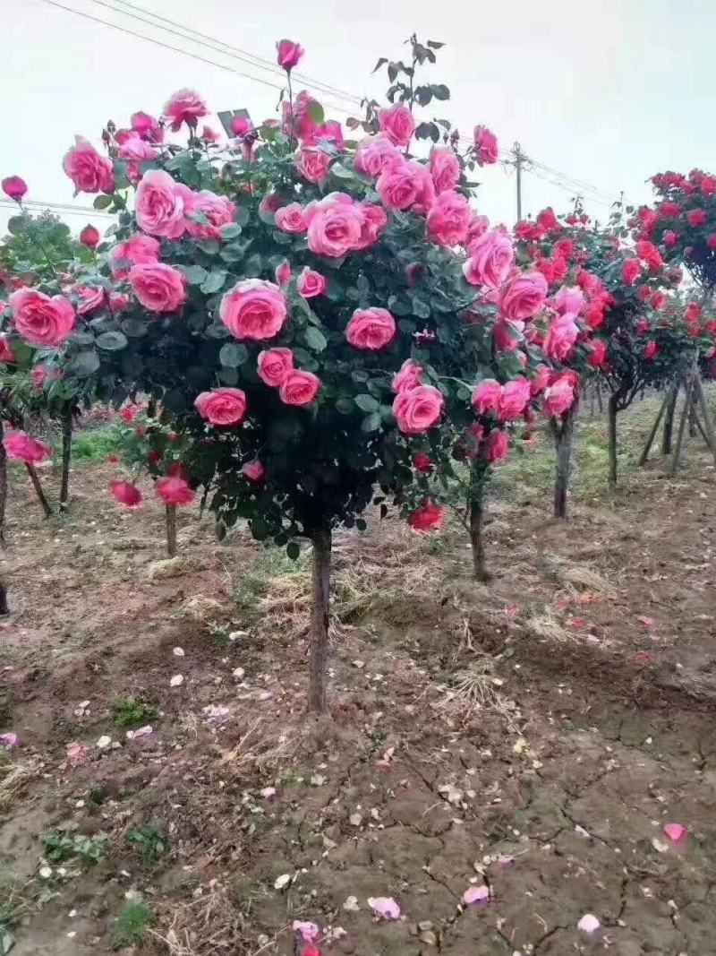 优质月季树，各种规格，基地现货供应，质量保证