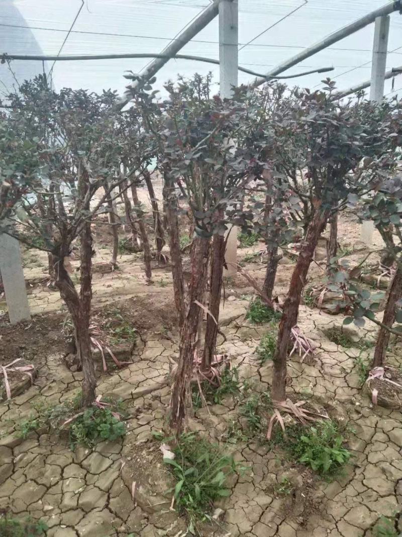 优质月季树，各种规格，基地现货供应，质量保证