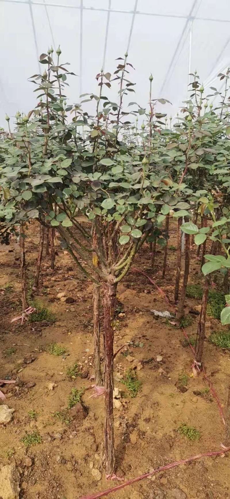 优质月季树，各种规格，基地现货供应，质量保证