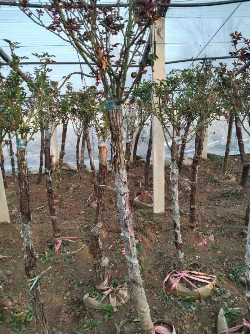 优质月季树，各种规格，基地现货供应，质量保证