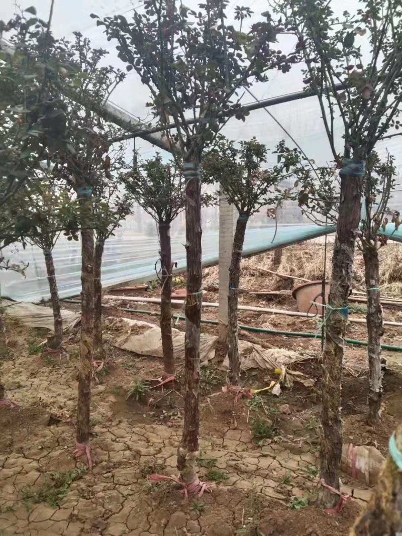 优质月季树，各种规格，基地现货供应，质量保证