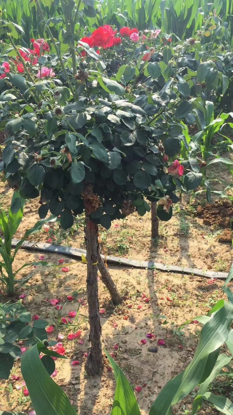 优质月季树，各种规格，基地现货供应，质量保证