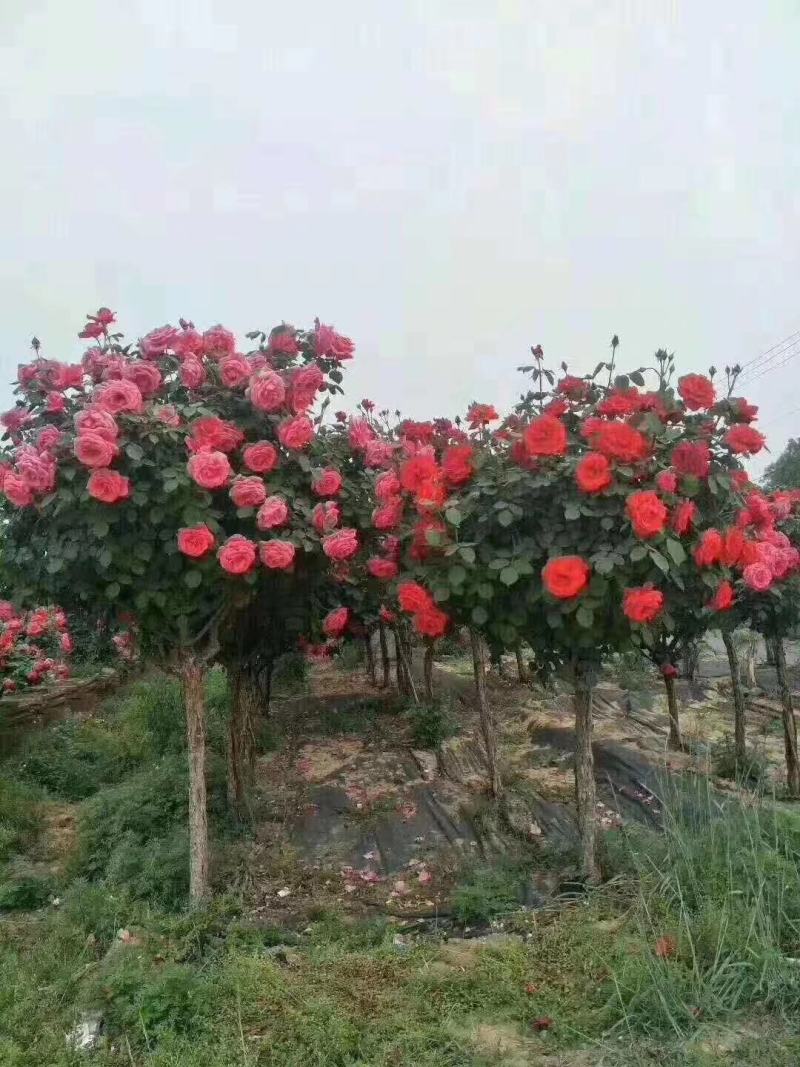 优质月季树，各种规格，基地现货供应，质量保证