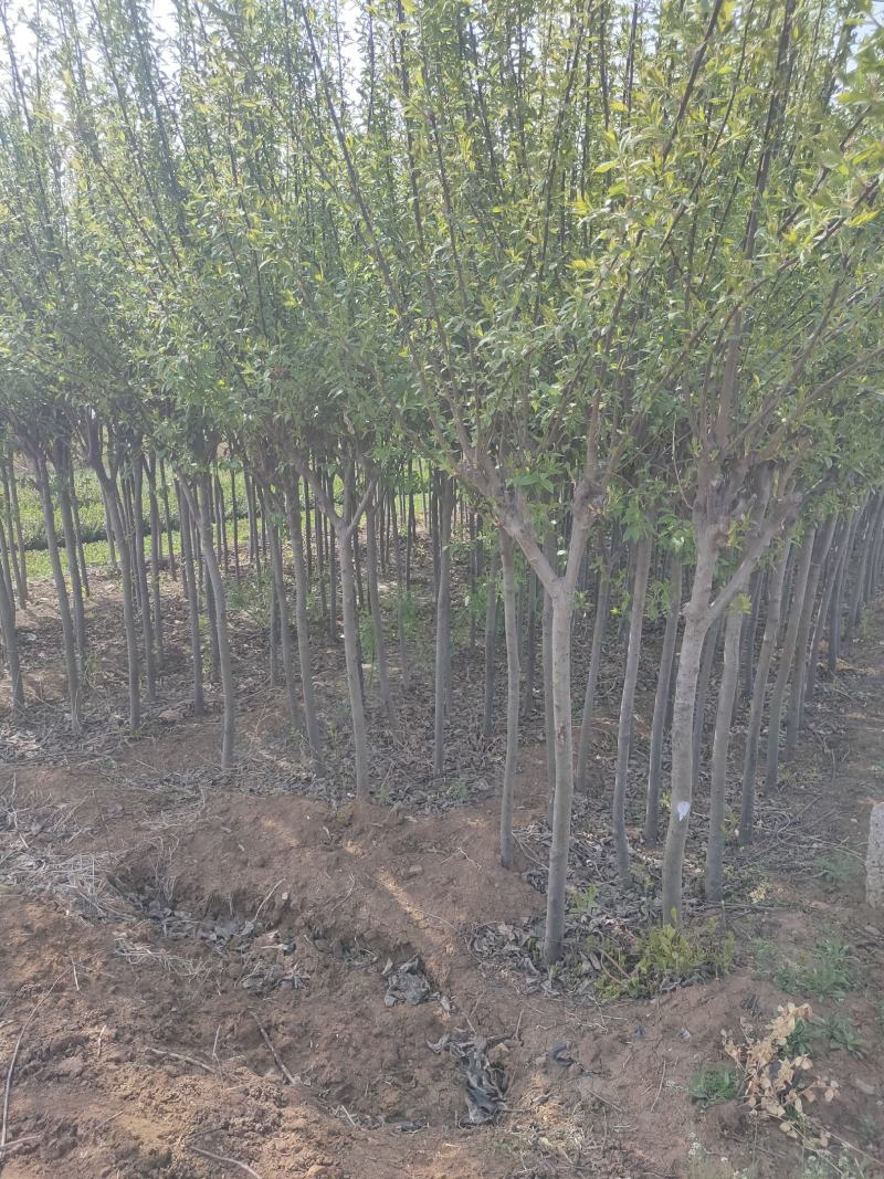 优质紫叶绸李，大量现货供应，质量保证信誉保证！
