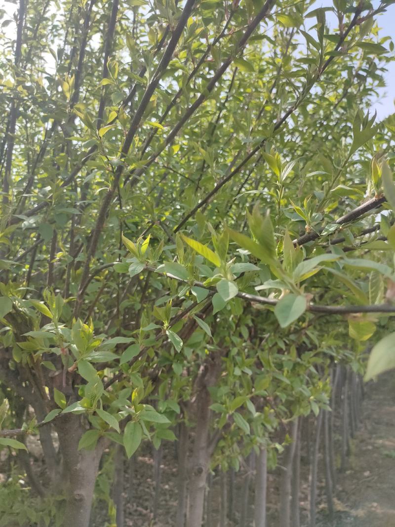 优质紫叶绸李，大量现货供应，质量保证信誉保证！