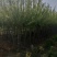 优质紫叶绸李，大量现货供应，质量保证信誉保证！