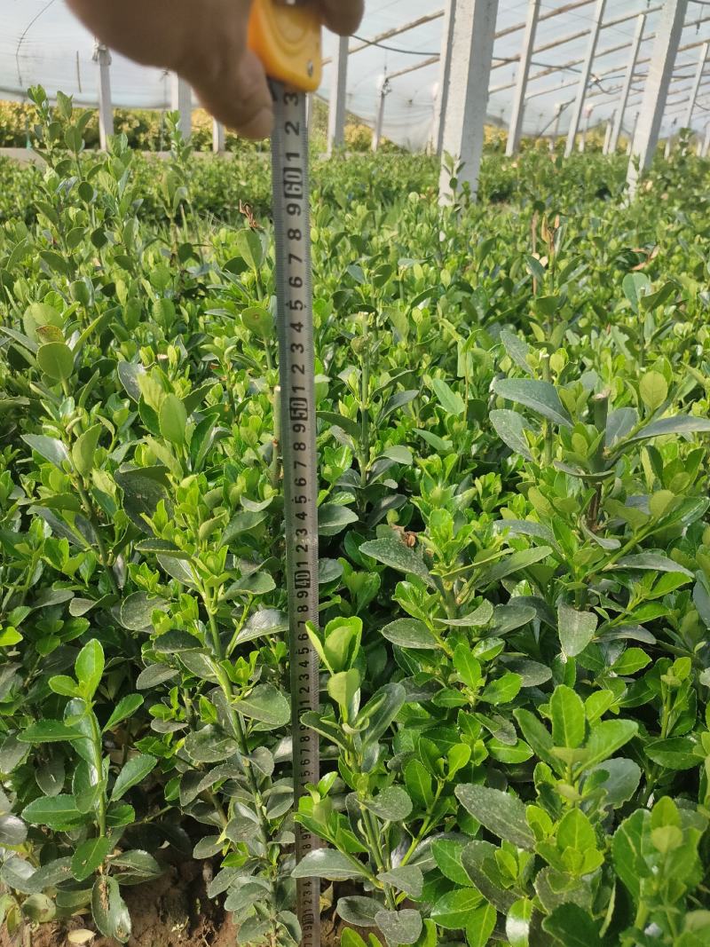 优质地栽冬青，大叶黄杨。大量现货供应，质量保证，信誉保证