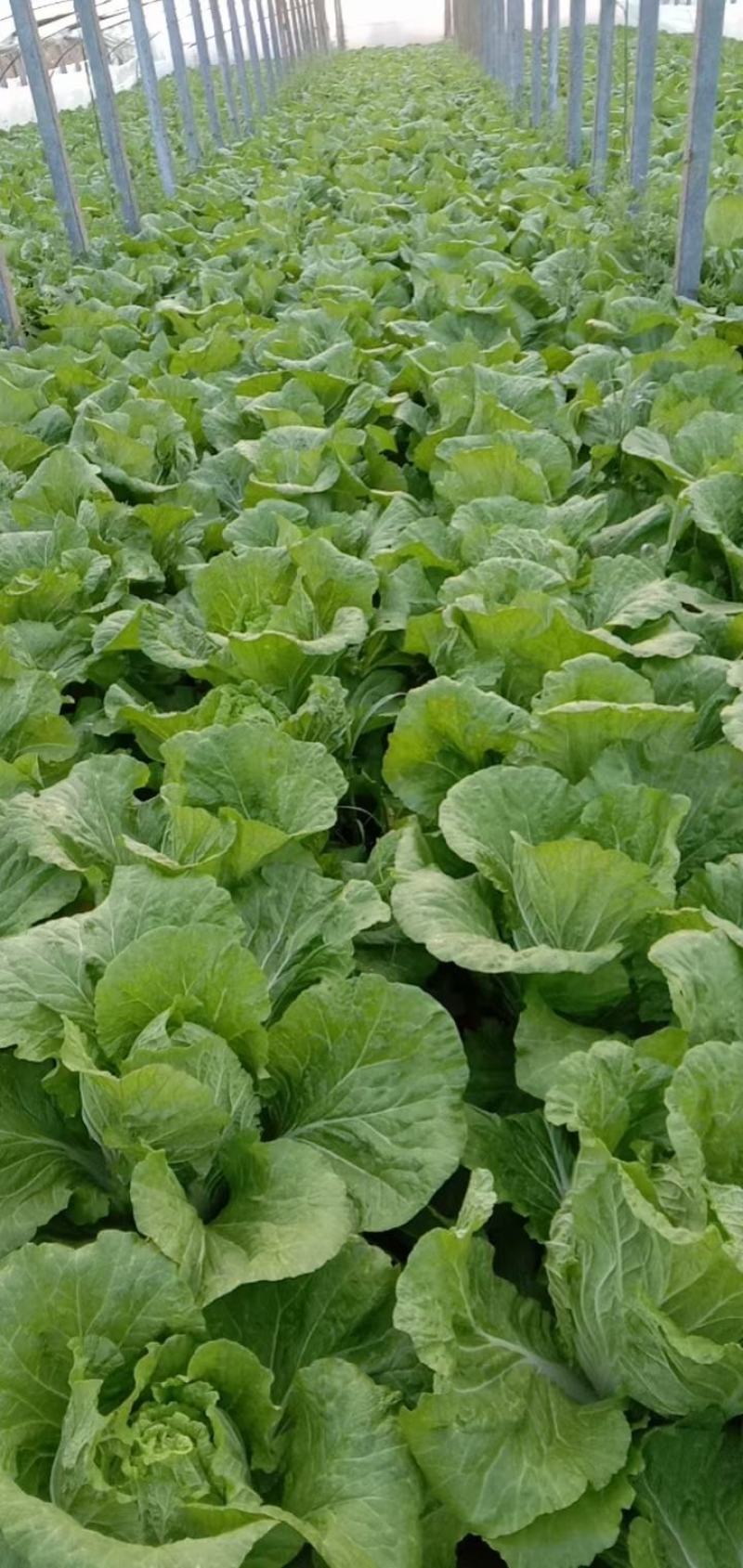 山东聊城万亩蔬菜基地白菜101大量上市中