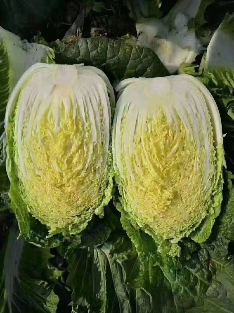 山东聊城万亩蔬菜基地白菜101大量上市中