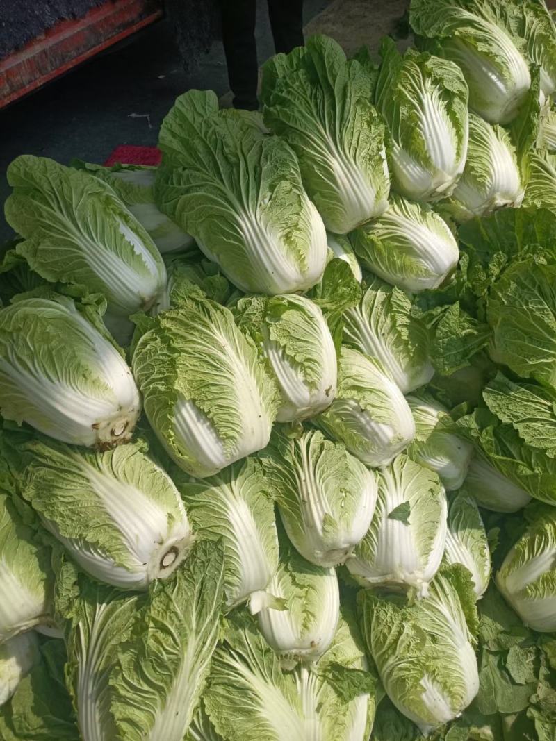 山东聊城万亩蔬菜基地白菜101大量上市中