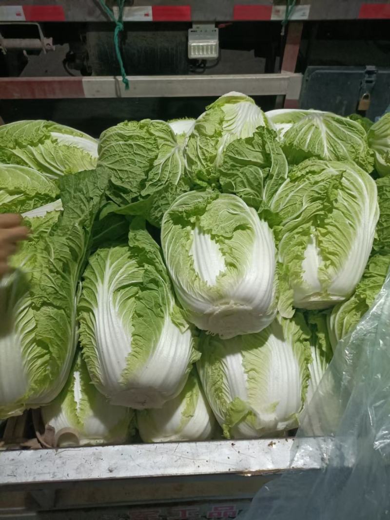 山东聊城万亩蔬菜基地白菜101大量上市中