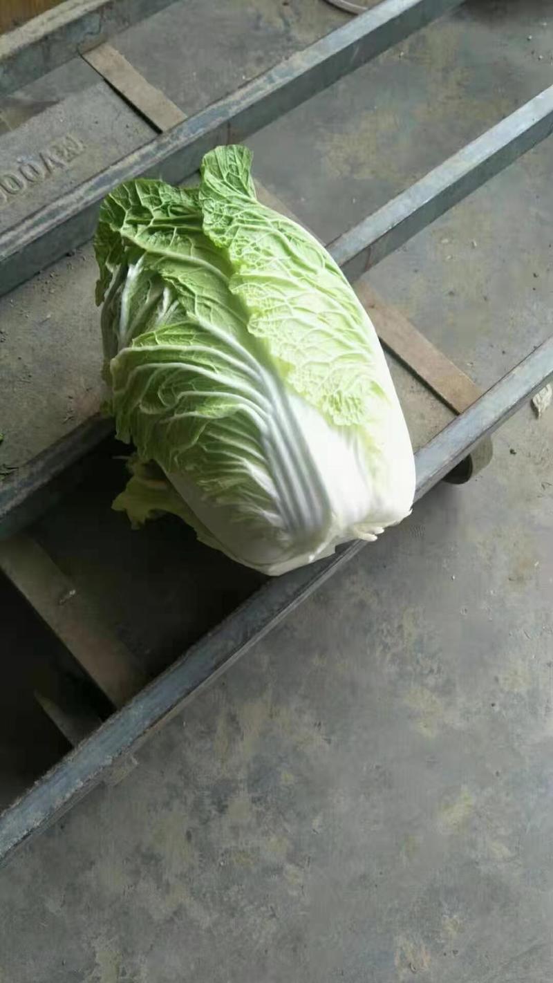 山东聊城万亩蔬菜基地白菜101大量上市中