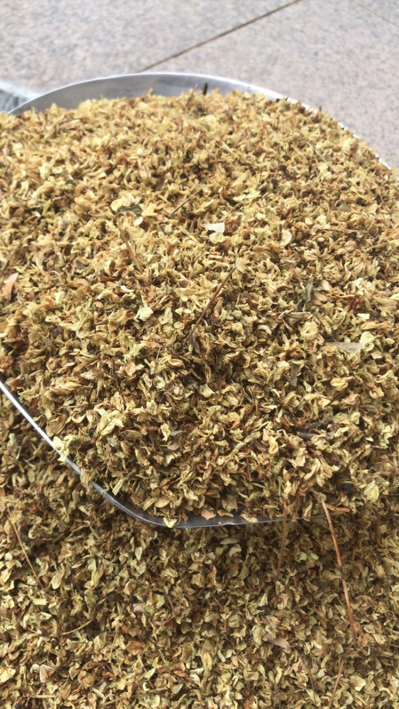 槐花药用槐花实物拍摄中药材洋槐花