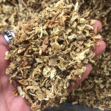 槐花药用槐花实物拍摄中药材洋槐花