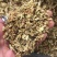 槐花药用槐花实物拍摄中药材洋槐花