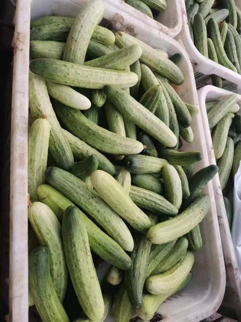 黄瓜，第二批黄瓜，无苦味