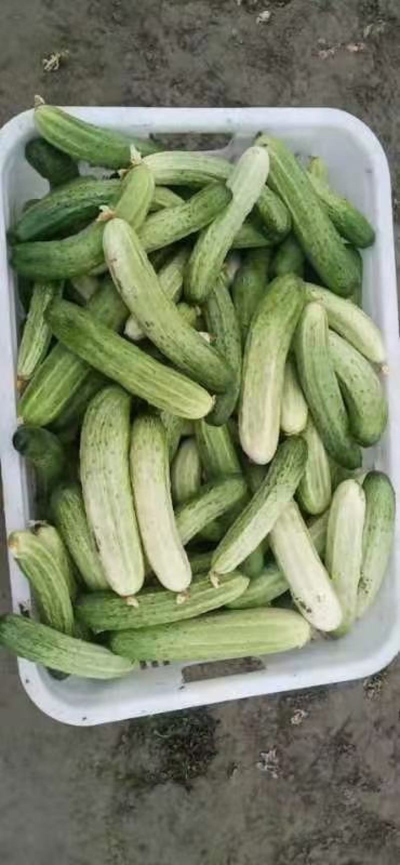 黄瓜，第二批黄瓜，无苦味