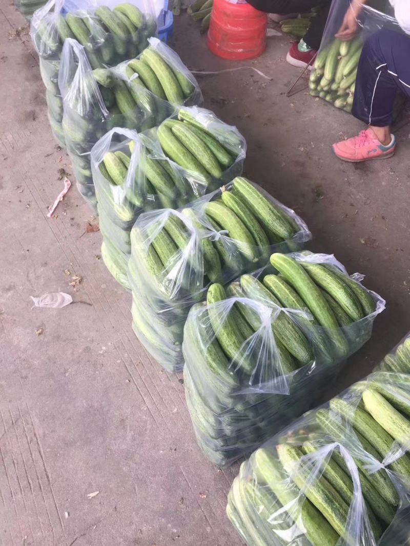 黄瓜，第二批黄瓜，无苦味
