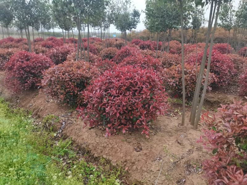 精品红叶石楠大杯苗小杯苗60—2石楠球支持视频看货