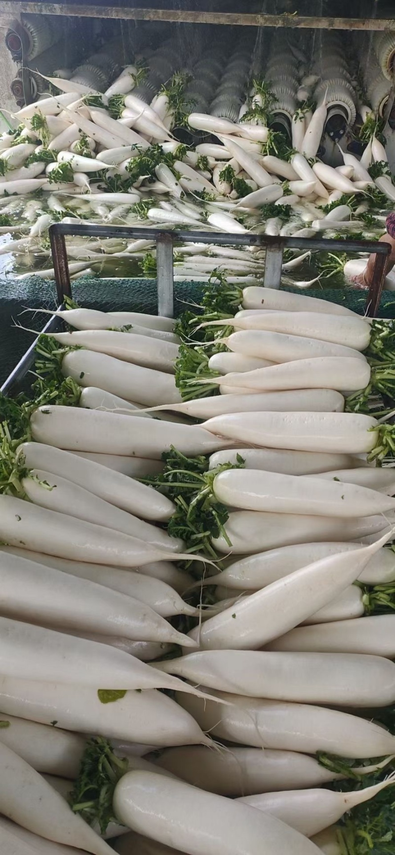各种蔬菜，发往全国各地