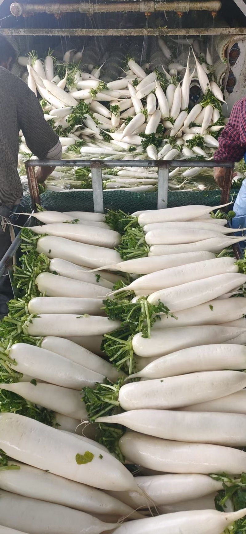 各种蔬菜，发往全国各地