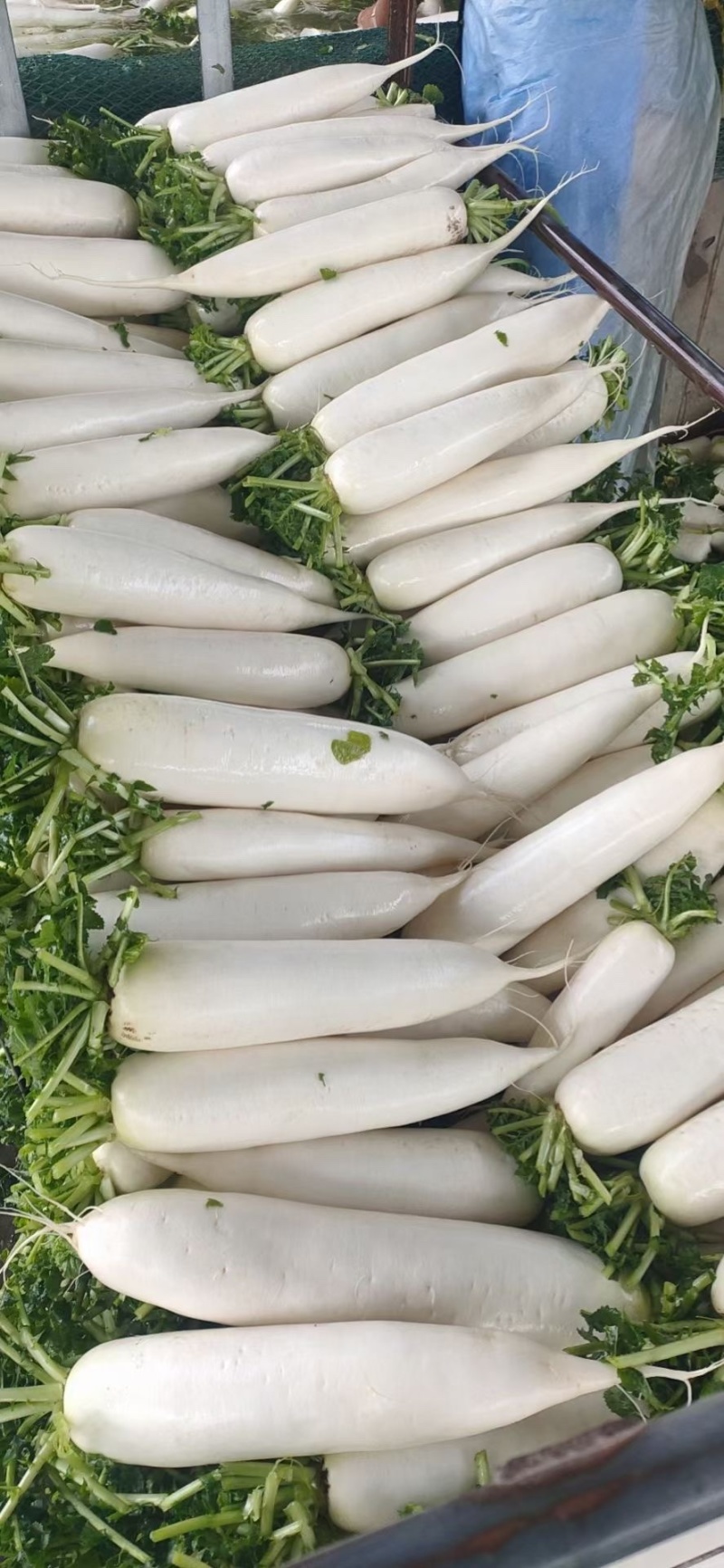 各种蔬菜，发往全国各地