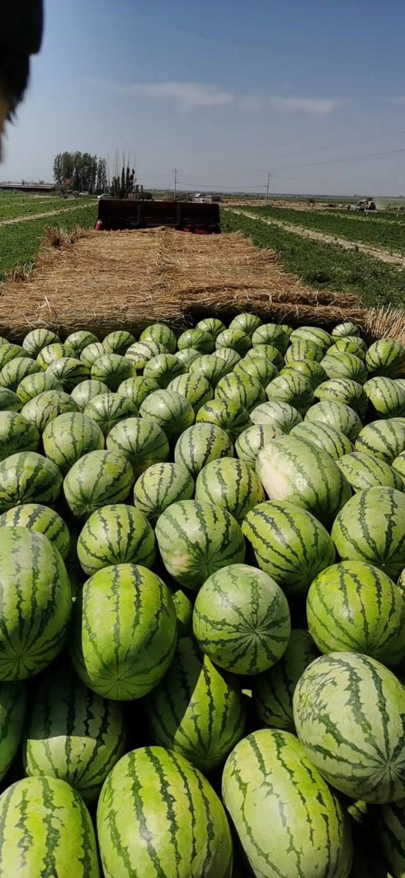 新疆西瓜代办新疆西瓜吐鲁番昌吉金城5号安农二号