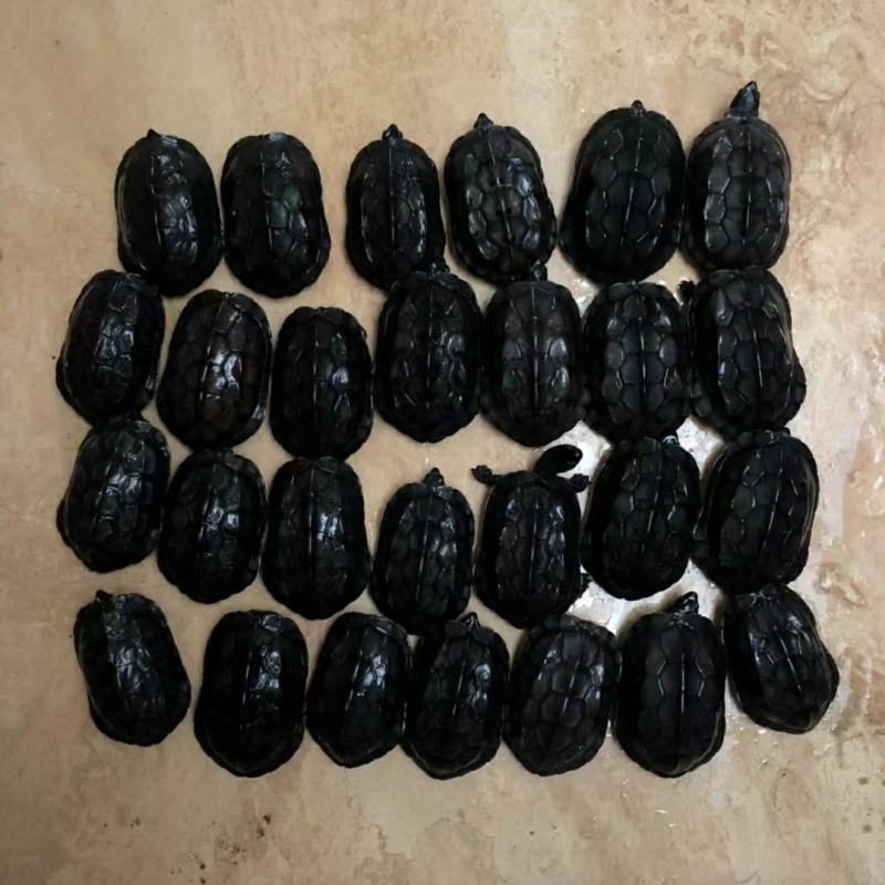 纯墨龟公，可当宠物养，可以配种繁殖，全国可快递免邮