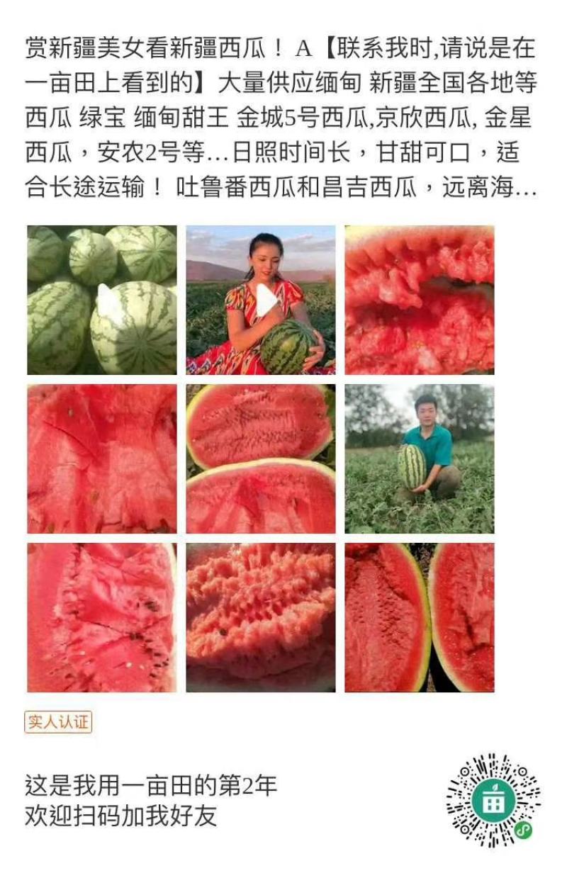 新疆西瓜.昌吉西瓜.安农二号.金城5号.哈密西瓜.吐鲁番