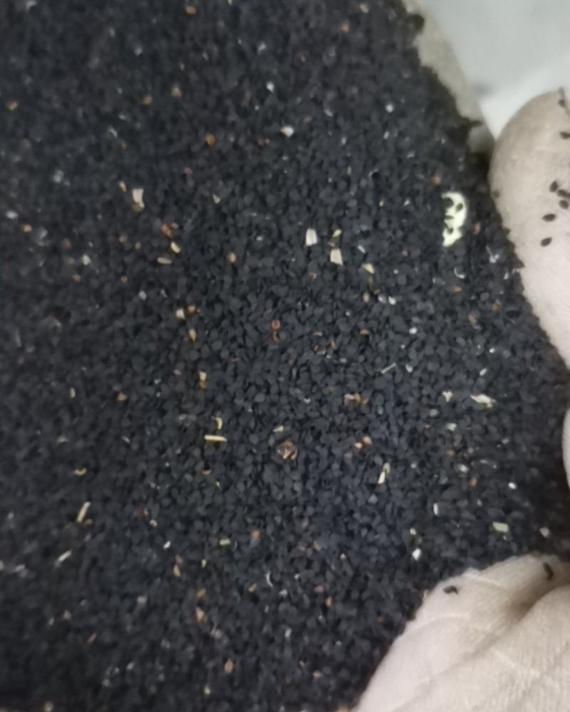 欧石竹花种初吻五彩石竹种子草坪常夏石竹花籽美国石竹花盆栽