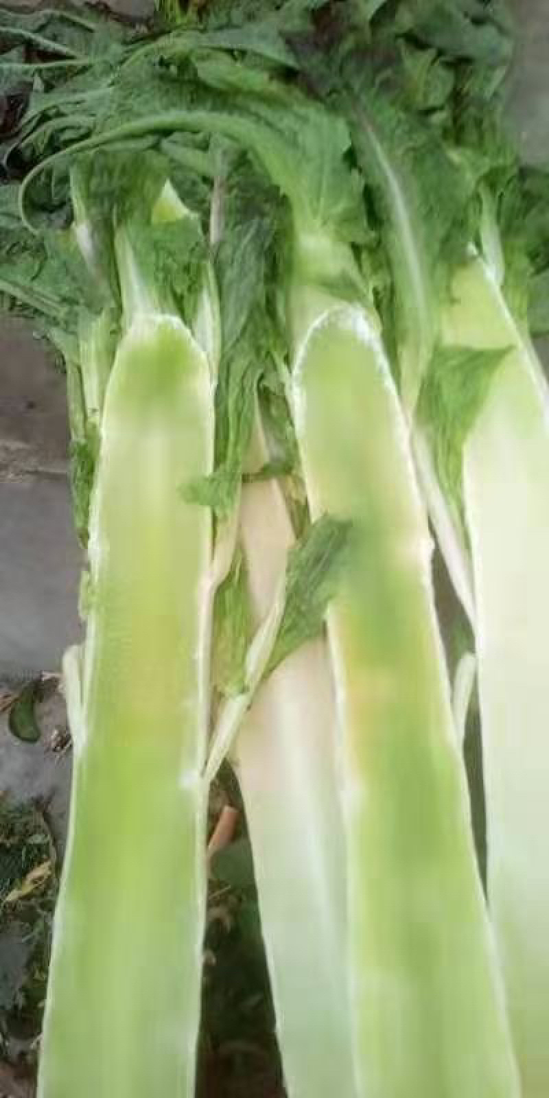 云南大理精品莴笋红叶香莴笋杆子。上市需要的老板联系