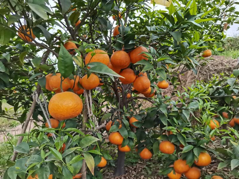 四川沃柑，水分充足，颜色好，糖度高，全是70起，欢迎考察