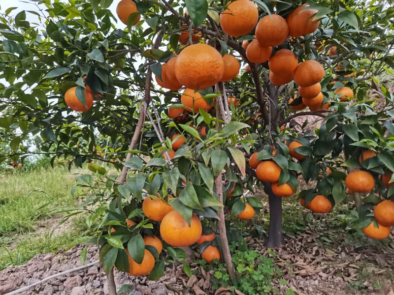四川沃柑，水分充足，颜色好，糖度高，全是70起，欢迎考察