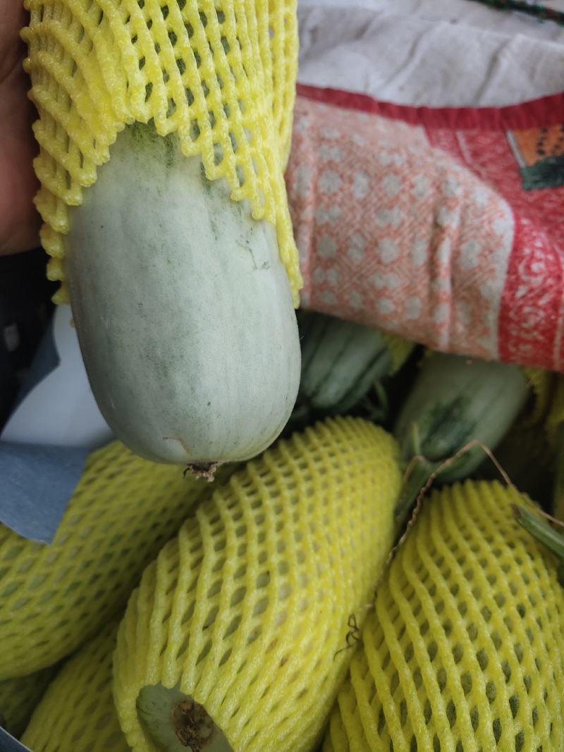 单县博洋61博洋9甜瓜，即将上市