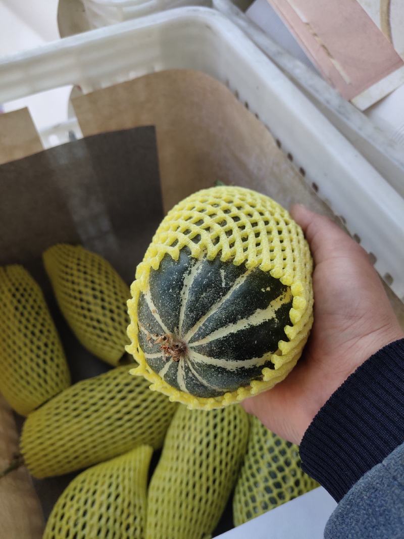 单县博洋61博洋9甜瓜，即将上市