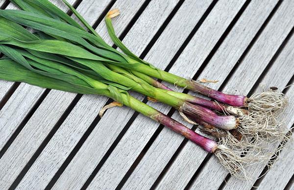 展示红根青蒜在超市货架上的陈列效果,采用透明塑料盒包装,标签清晰标明品种名称和产地信息 红根青蒜包装与市场陈列图