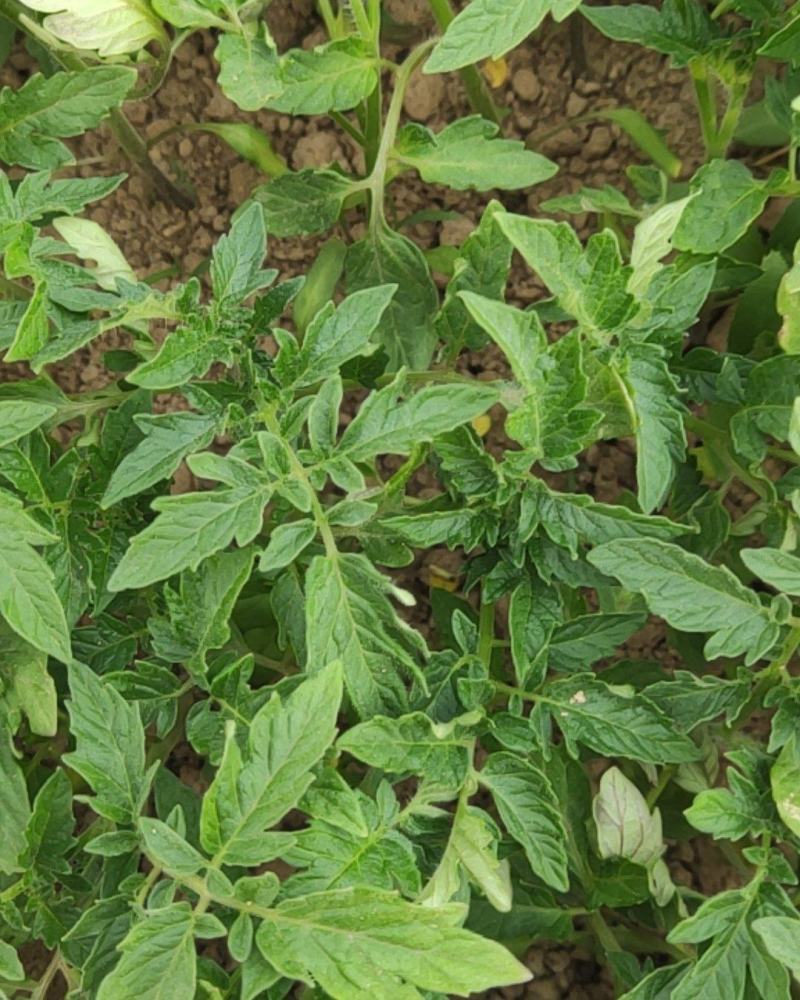 西红柿苗盘移苗大量上市