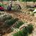 葱兰韭兰庭院绿化工程用苗量大从优耐寒耐冻