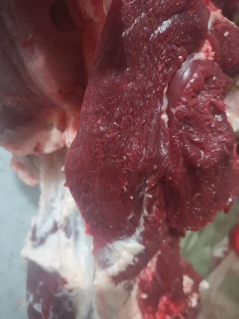 鲜牛肉，纯干无水正宗黄牛肉，大公牛，当天现宰，手续齐全