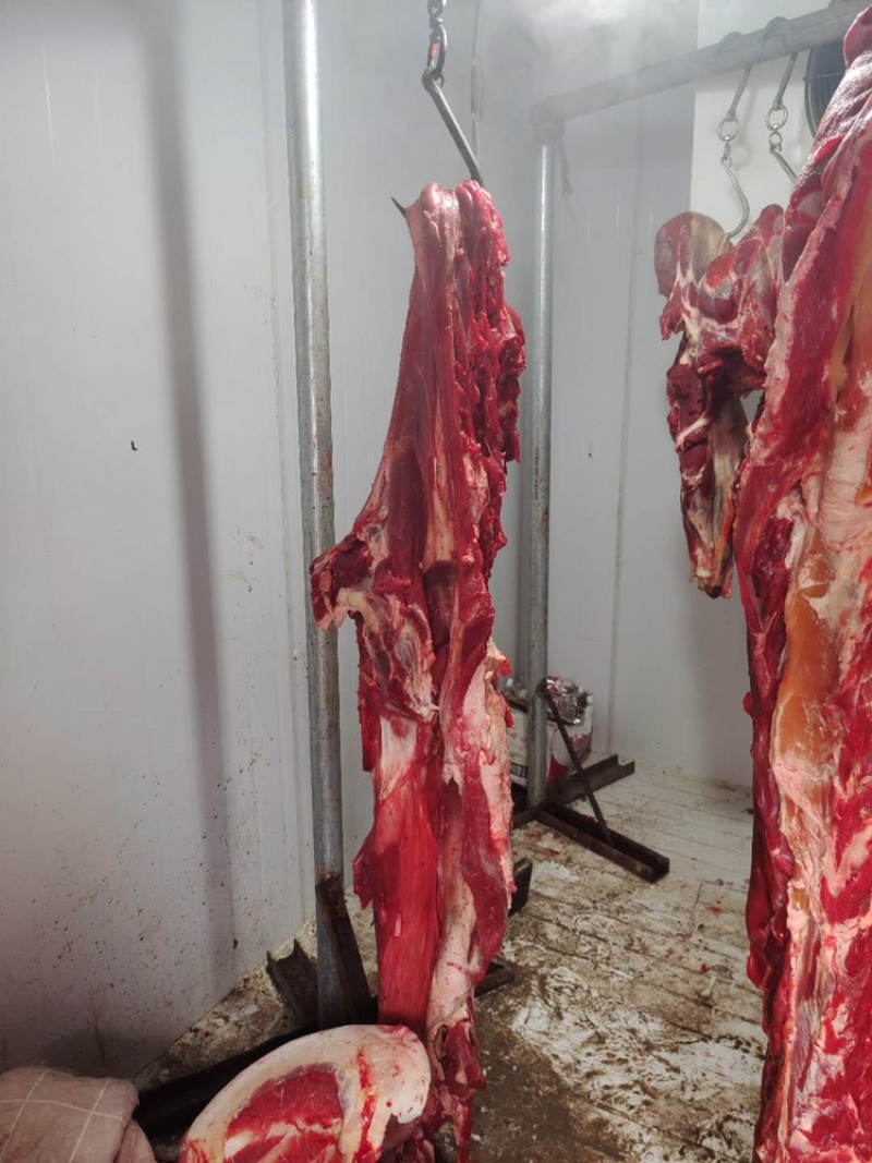 鲜牛肉，纯干无水正宗黄牛肉，大公牛，当天现宰，手续齐全