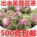 新茶叶茉莉花茶艺茶出水芙蓉茉莉仙桃包邮