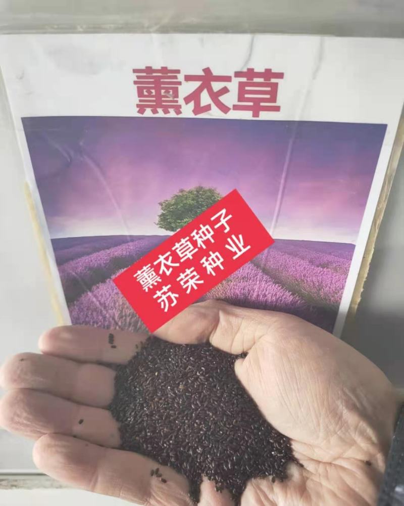薰衣草种子四季易种易活耐热耐寒室内室外庭院阳台盆栽花