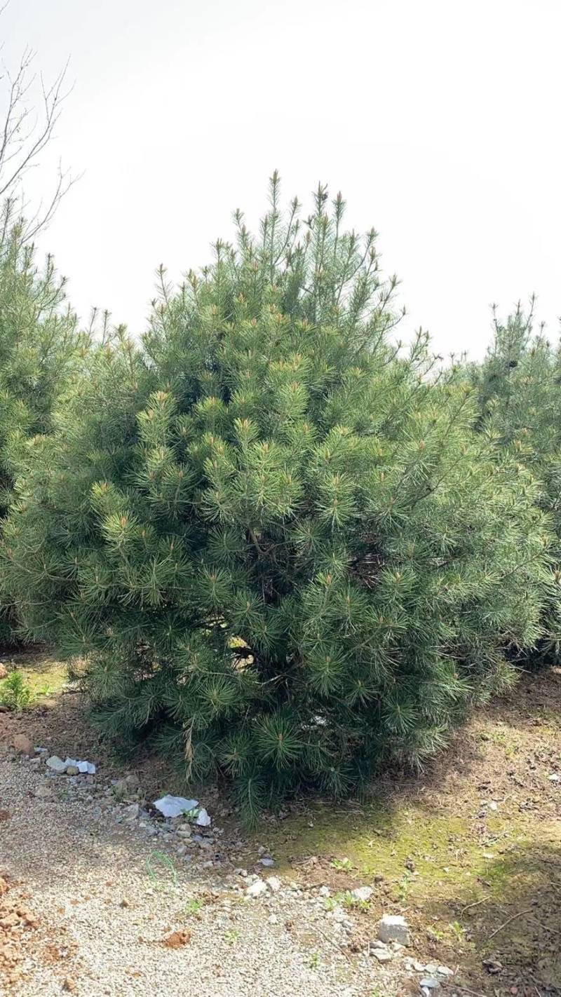 白皮松1.5米起步，各种规格都有，欢迎来咨询