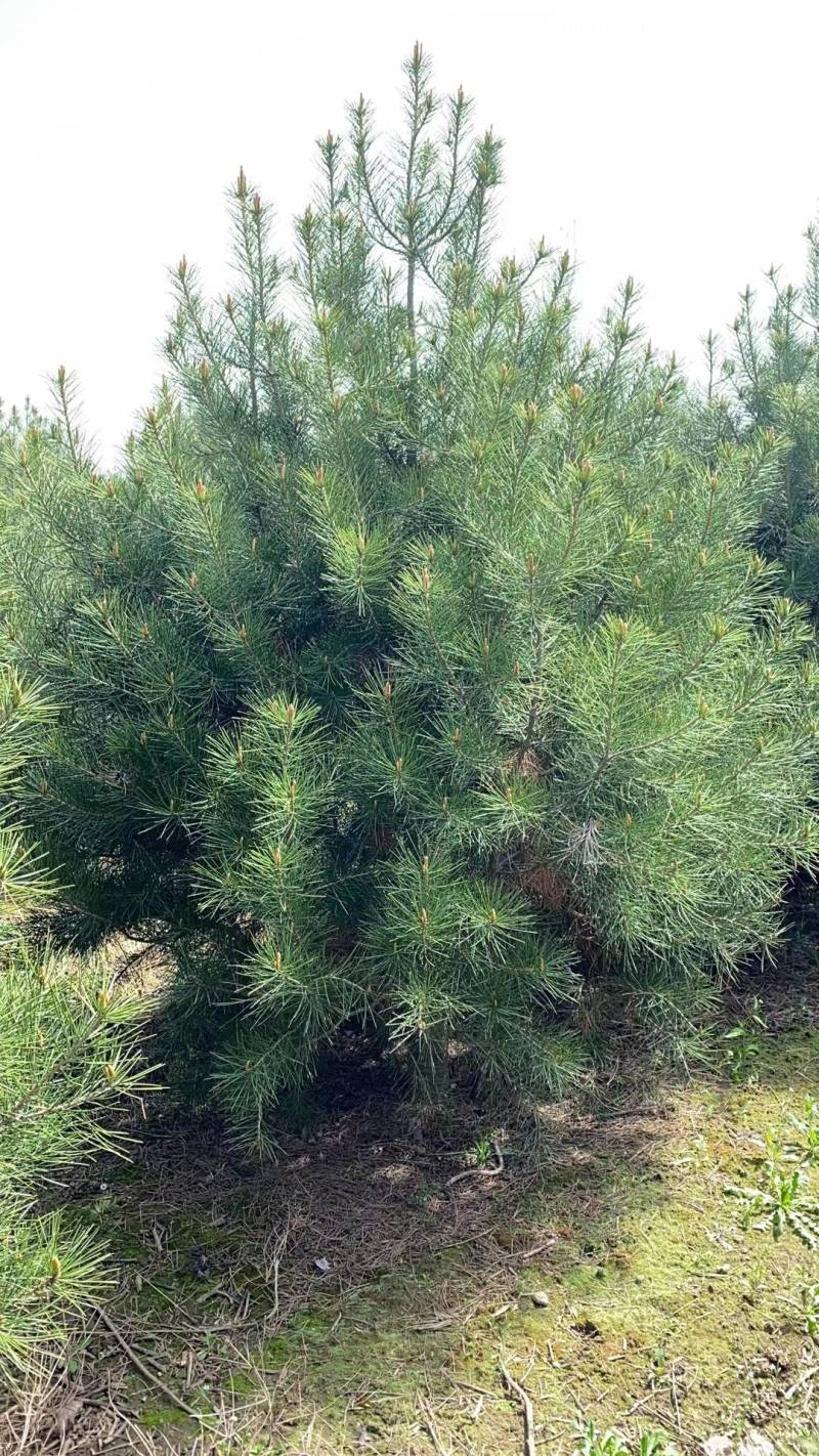 白皮松1.5米起步，各种规格都有，欢迎来咨询