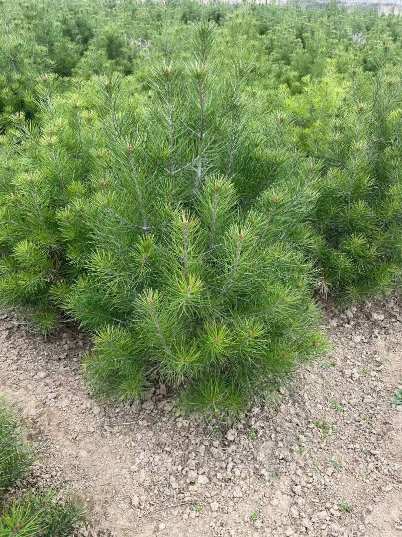 白皮松1.5米起步，各种规格都有，欢迎来咨询