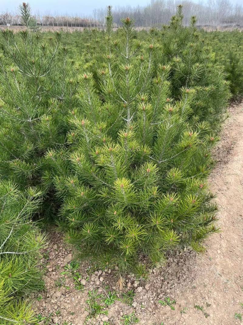 白皮松1.5米起步，各种规格都有，欢迎来咨询