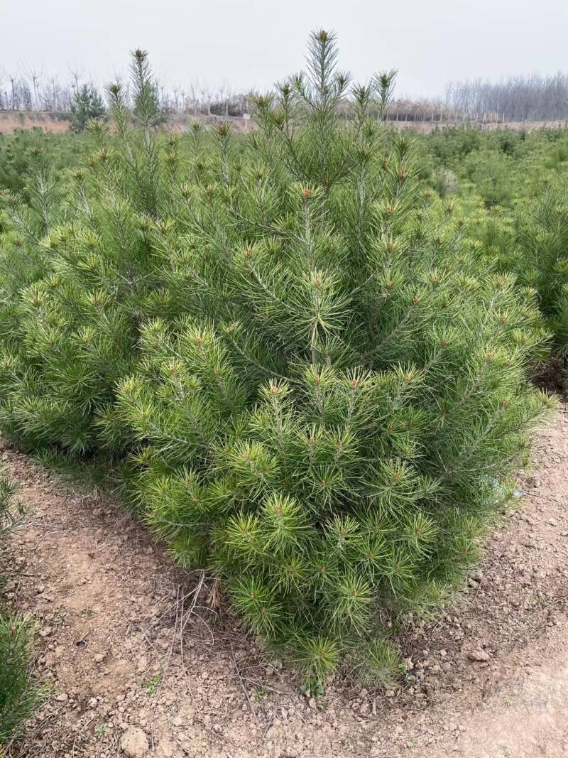 白皮松1.5米起步，各种规格都有，欢迎来咨询