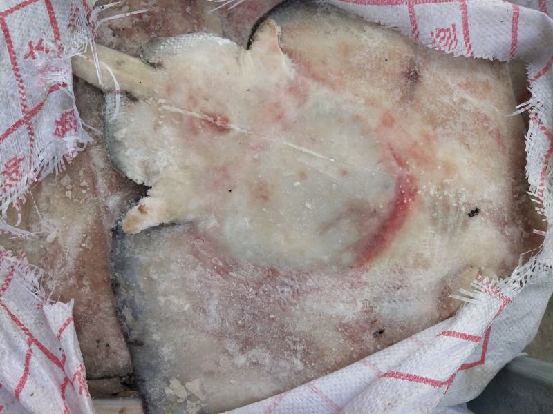 鳐鱼老板鱼3斤以上和以下规格船冻鲜度佳