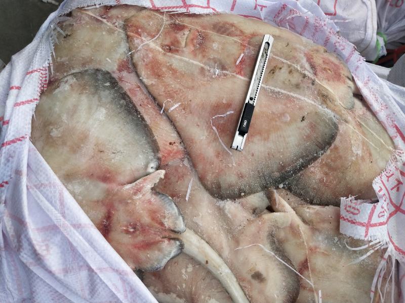 鳐鱼老板鱼3斤以上和以下规格船冻鲜度佳