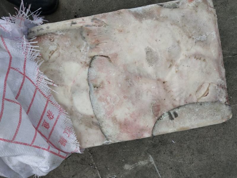 鳐鱼老板鱼3斤以上和以下规格船冻鲜度佳